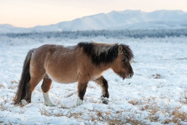 A small Yakut horse grazing on a meadow against the background of mountains. Yakutian horses living on year-round grazing in the extreme conditions of the north in the Sakha Republic, Siberia clipart