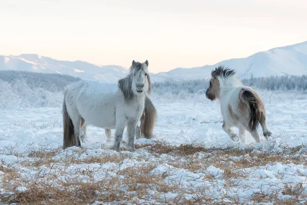 Yakut Paarden Grazen Een Weide Tegen Achtergrond Van Bergen Yakutiaanse — Stockfoto