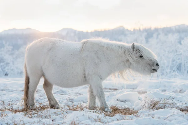 Small Funny Yakut Horse Grazing Meadow Yakutian Horses Live Year — Stock Photo, Image