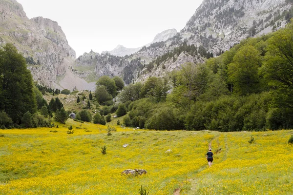 Жінка вигулює у Zuriza в долині — стокове фото