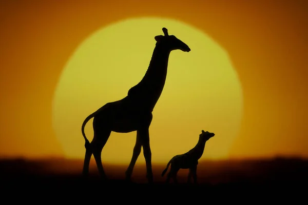 Pôr Sol Girafas Para Adultos Bebês Silhueta — Fotografia de Stock