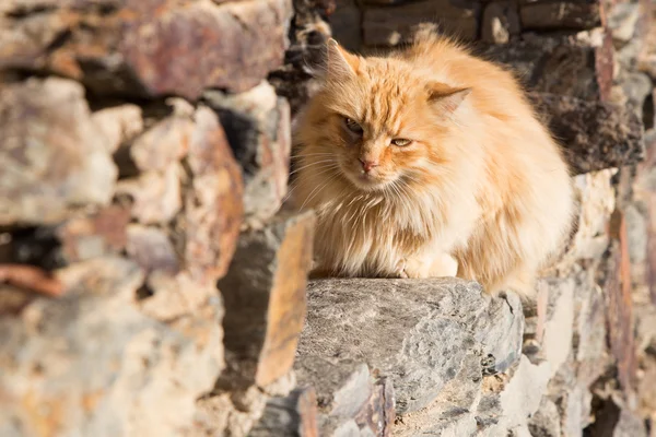 Gatos durmiendo en ventana al aire libre —  Fotos de Stock