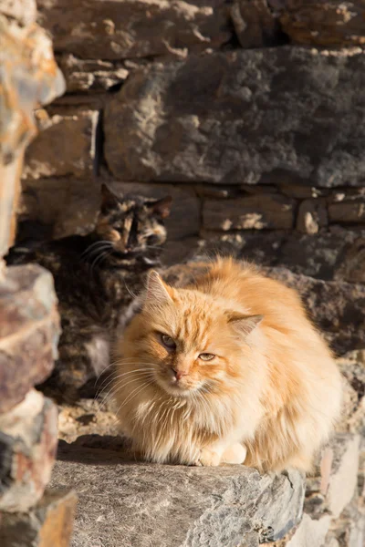 Cats sleeping at window outdoor — Stock Photo, Image