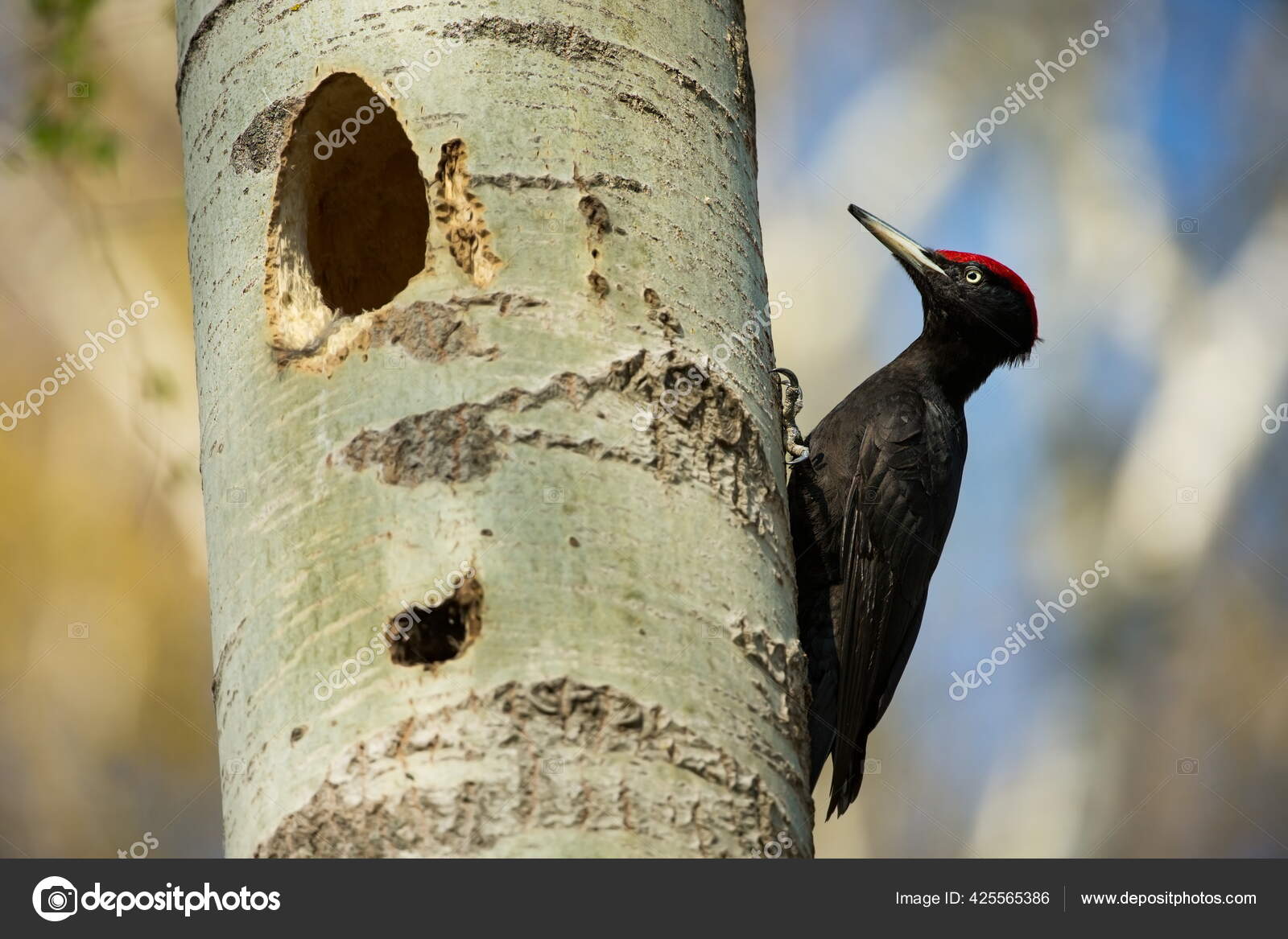 鳥の営巣行動 巣穴に雛を持つキツツキ 森の中の黒い木こり 自然の生息地で黒い鳥と野生動物のシーン チェコ共和国 野生動物 ストック写真 C Michalmasik 鳥の営巣行動 巣穴に雛を持つキツツキ 森の中の黒い木こり 自然の生息地で黒い鳥と野生動物のシーン チェコ共和国 野生動物 ストック写真 C Michalmasik