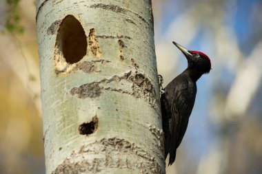 Kuş yuvası davranışı. Yuva deliğinde civcivli ağaçkakan. Ormandaki kara ağaçkakan. Doğada kara kuşun olduğu vahşi yaşam sahnesi. Çek Cumhuriyeti. Vahşi yaşam. 