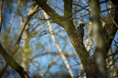 Kuş yuvası davranışı. Yuva deliğinde civcivli ağaçkakan. Ormandaki kara ağaçkakan. Doğada kara kuşun olduğu vahşi yaşam sahnesi. Çek Cumhuriyeti. Vahşi yaşam. 