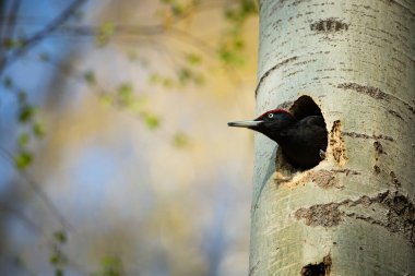 Kuş yuvası davranışı. Yuva deliğinde civcivli ağaçkakan. Ormandaki kara ağaçkakan. Doğada kara kuşun olduğu vahşi yaşam sahnesi. Çek Cumhuriyeti. Vahşi yaşam. 