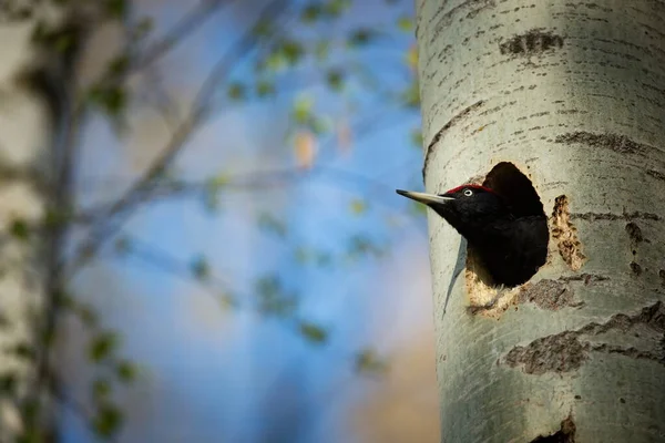 Kuş Yuvası Davranışı Yuva Deliğinde Civcivli Ağaçkakan Ormandaki Kara Ağaçkakan — Stok fotoğraf