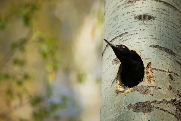 Chování Ptačího Hnízda Pták Holkou Hnízdě Černý Datel Lese Divoká — Stock fotografie