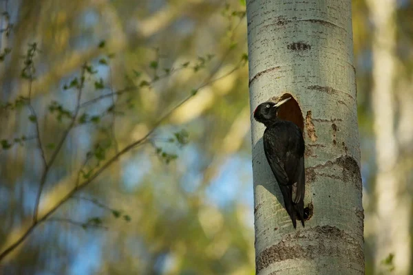 Chování Ptačího Hnízda Pták Holkou Hnízdě Černý Datel Lese Divoká — Stock fotografie