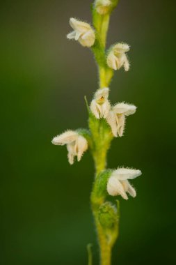 Goodyera tövbe ediyor. Orkide. Çek Cumhuriyeti 'nin doğası. Vahşi doğa. Ormanda bitki yetiştirmek. Güzel resim. Doğa fotoğrafçılığı.