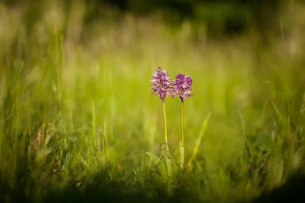 Orchis Militaris Orchid Nature Czech Republic Wild Nature Plant Forest — Stock Photo, Image
