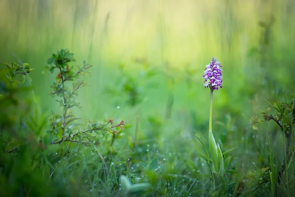 Orchis Militaris Orchid Nature Czech Republic Wild Nature Plant Forest — Stock Photo, Image