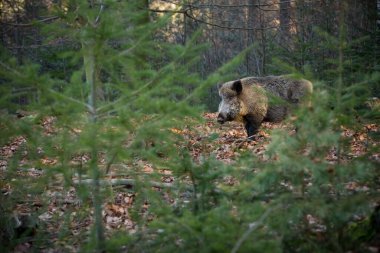 Sus Scrofa. Çek Cumhuriyeti 'nin vahşi doğası. Özgür doğa. Doğadaki bir hayvanın resmi. Güzel resim. Ormandaki hayvan. Ormanın derinliklerinde. Gizemli Orman. Vahşi. Hayvan hayatından. Yaban domuzu, Sus Scrofa, çayırlarda koşuyor.. 