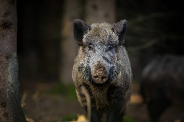 Sus Scrofa Wild Nature Czech Republic Free Nature Picture Animal — Stock Photo, Image