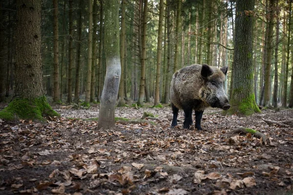 Sus Scrofa Wild Nature Czech Republic Free Nature Picture Animal — Stock Photo, Image