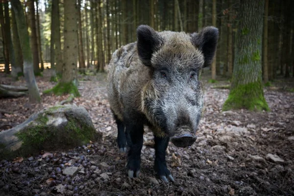 Sus Scrofa Die Wilde Natur Der Tschechischen Republik Freie Natur — Stockfoto