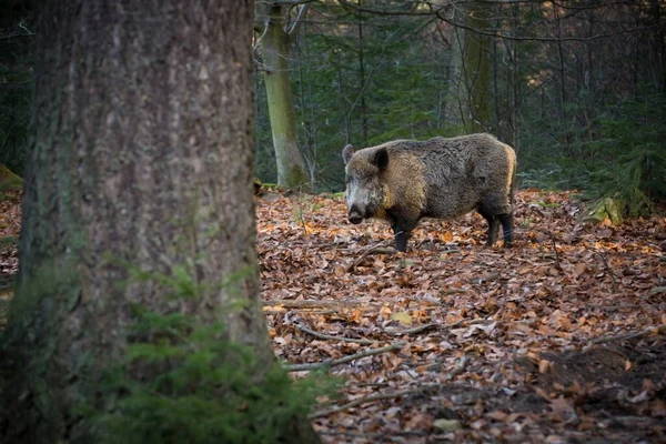 Sus Scrofa 捷克共和国的野生性质 自由的天性动物在自然界中的形象 美丽的图片 森林里的动物森林深处神秘的森林 野生的 来自动物生活 野猪Sus Scrofa在草地上奔跑 — 图库照片