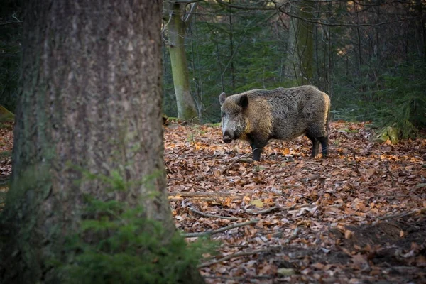 Sus Scrofa Дикая Природа Чешской Республики Свободная Природа Изображение Животного — стоковое фото