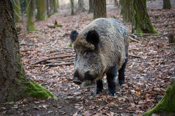 Sus Scrofa Natura Selvaggia Della Repubblica Ceca Natura Libera Immagine — Foto Stock