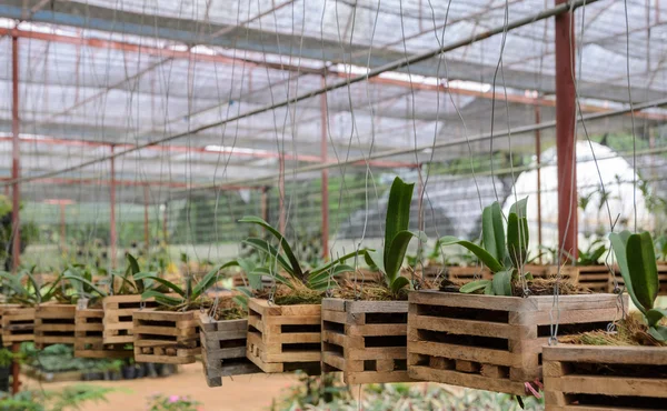 Orchid plants in a nursery — Stock Photo, Image