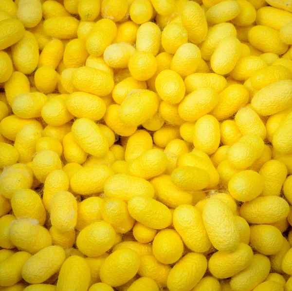 Capullos de gusano de seda amarillo — Foto de Stock