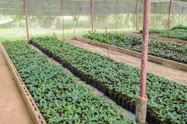 Coffee plants in a nursery Stock Photo
