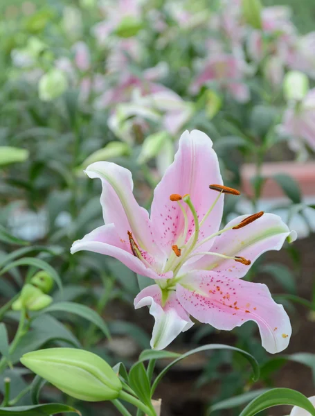 Pink Easter lily flower (Lilium longiflorum) — Stock Photo, Image
