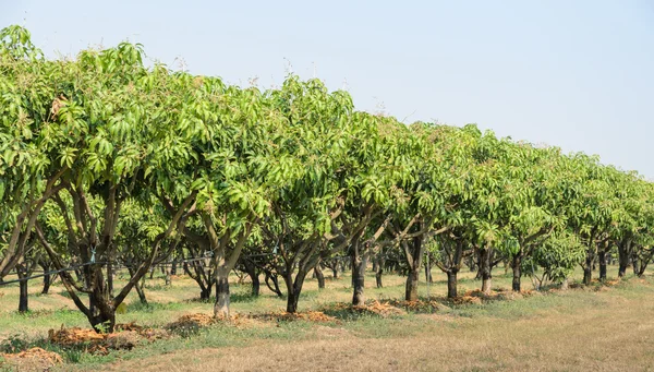 Mango orchard in Thailand — Stock Photo, Image