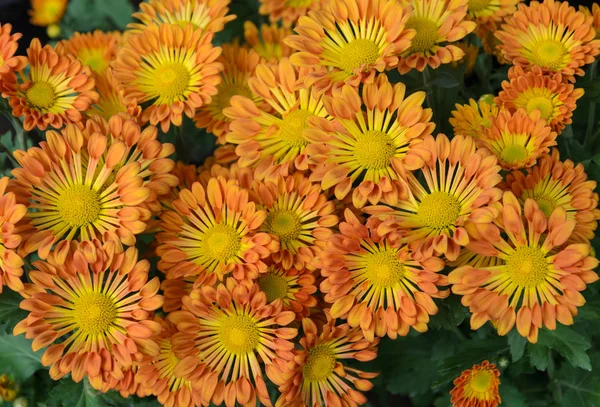 Fiori di crisantemo arancione e giallo in piena fioritura — Foto Stock