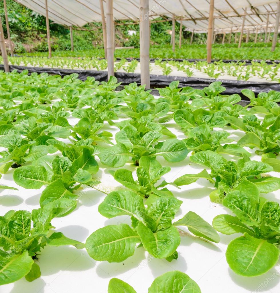 Hydroponic Romaine lettuce plantation — Stock Photo © boonsom 102280662