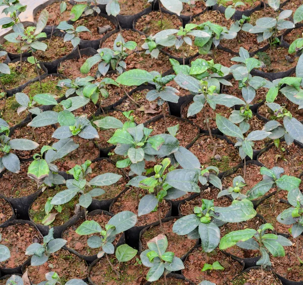 Plantas de té en un vivero — Foto de Stock