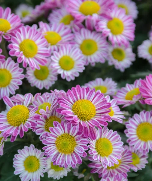 Rosa Chrysanthemenblüten in voller Blüte — Stockfoto