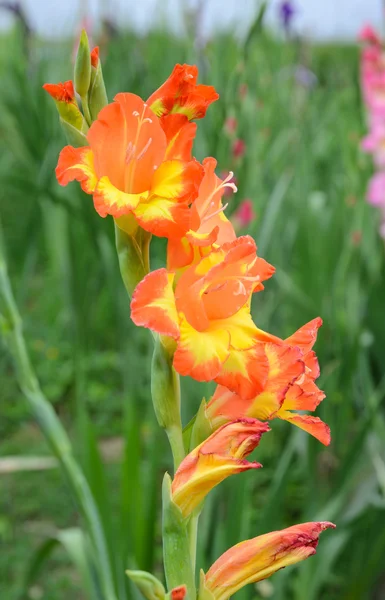 Flor de gladiolo naranja y amarilla en el jardín —  Fotos de Stock