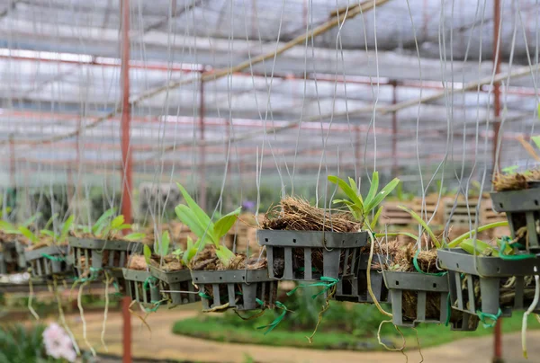 Orchid rostliny ve školce — Stock fotografie
