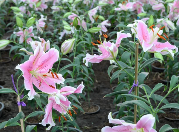 Flor de lírio rosa Páscoa — Fotografia de Stock