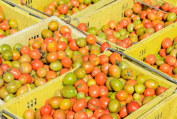 Tomates cherry en cestas de plástico —  Fotos de Stock