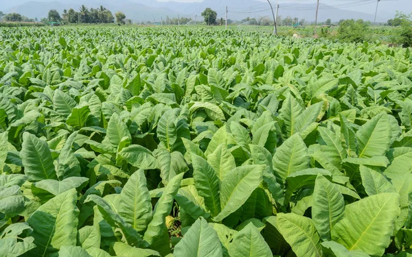 Plantação de tabaco na Tailândia — Fotografia de Stock