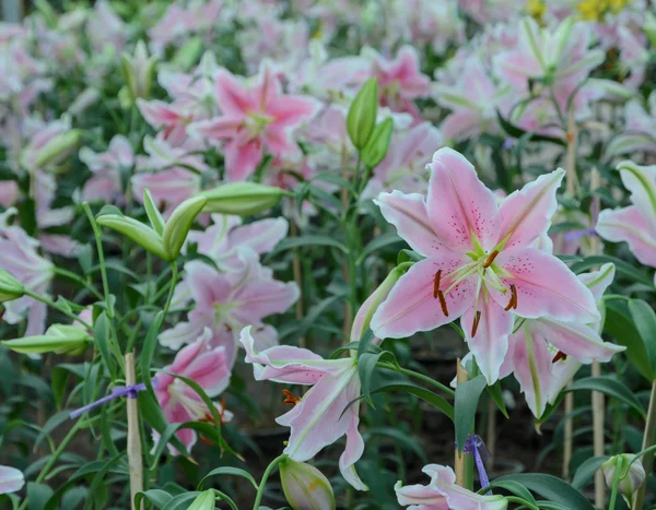 Rosa giglio di Pasqua fiore (Lilium longiflorum ) — Foto Stock