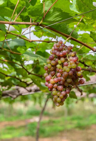 Незрелый виноград на виноградной лозе — стоковое фото