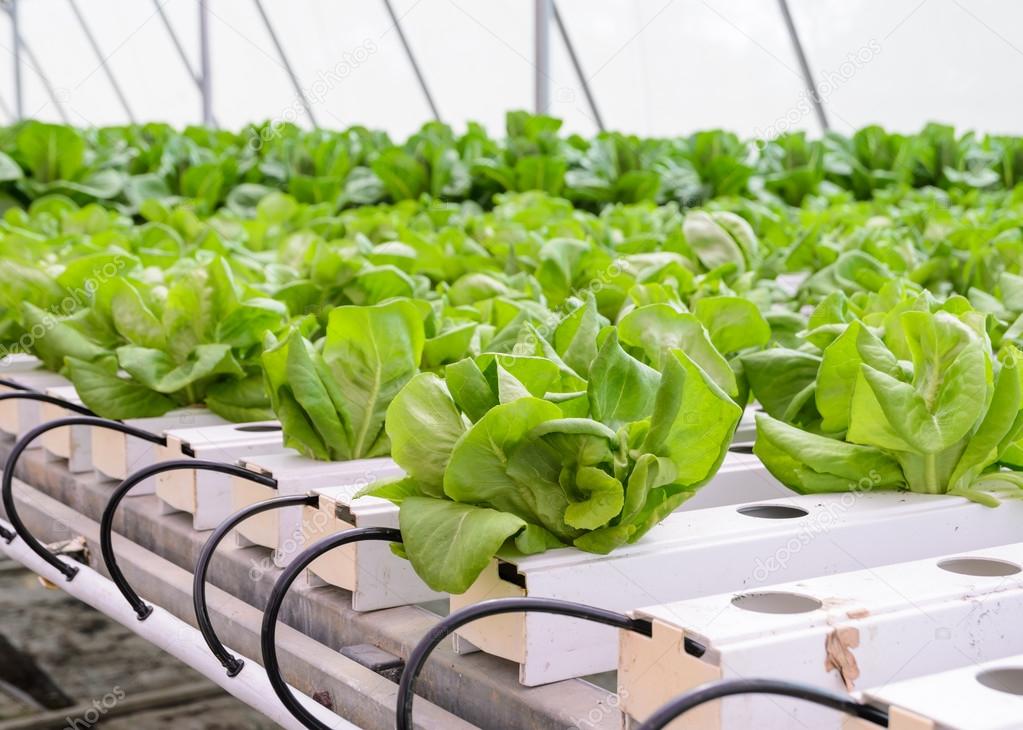 Hydroponic Buttercrunch Lettuce