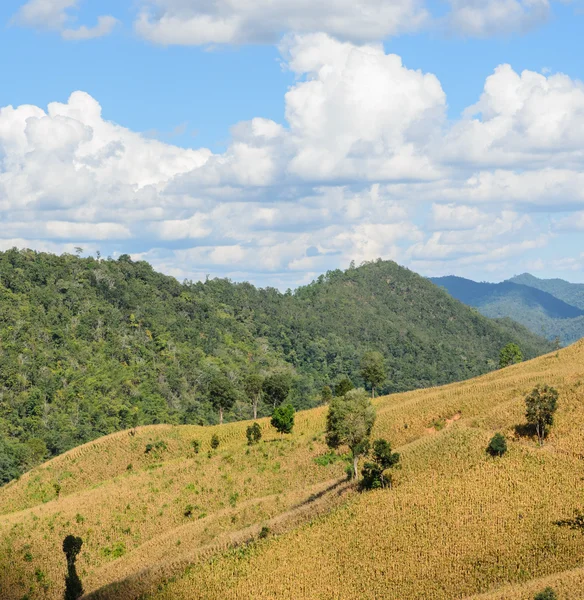 Gedroogde maïs terras veld in Thailand — Stockfoto