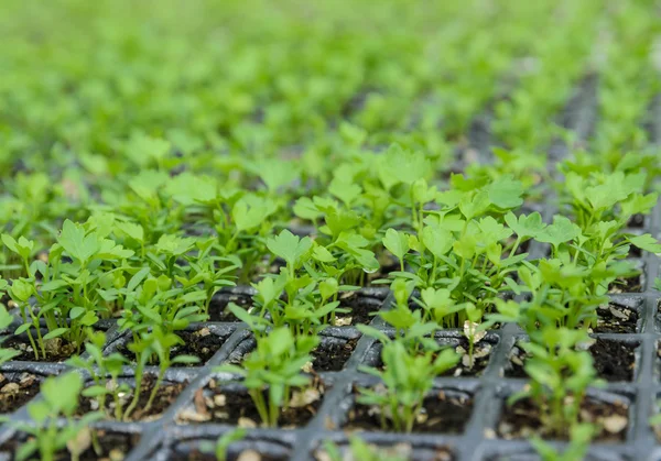 Les plants de céleri chinois plantent dans une pépinière — Photo