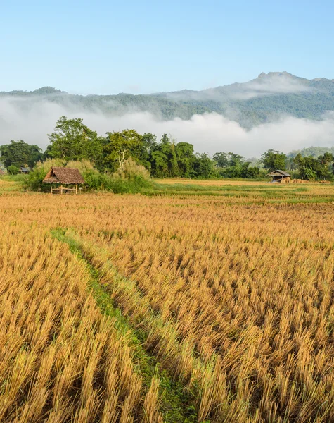 Vista da manhã do campo de arroz após a colheita com nevoeiro — Fotografia de Stock