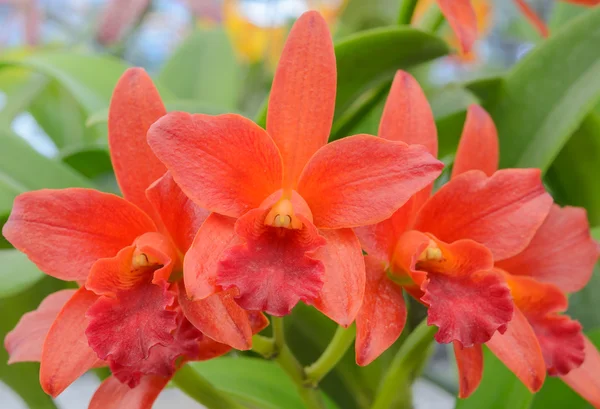 Flor de orquídea de Cattleya —  Fotos de Stock