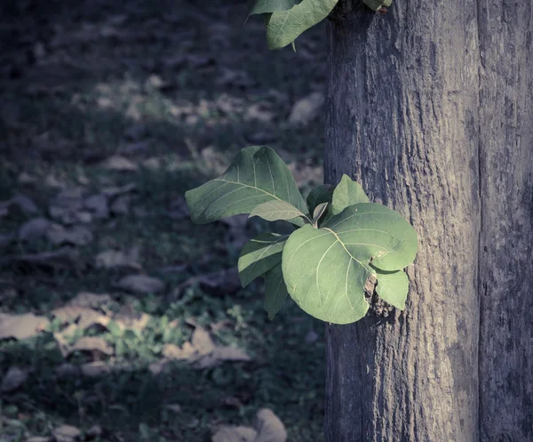 Πράσινα φύλλα που αναπτύσσονται σε κορμό δέντρου — Φωτογραφία Αρχείου
