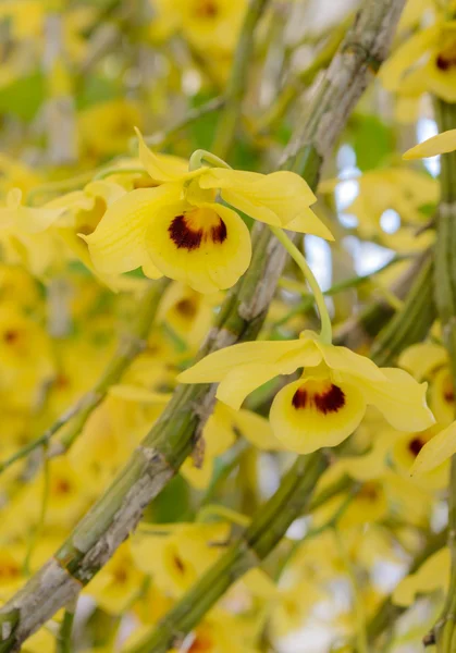 Cattleya orchidej květina — Stock fotografie