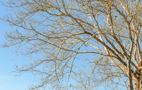 青空に葉のない木の枝 — ストック写真