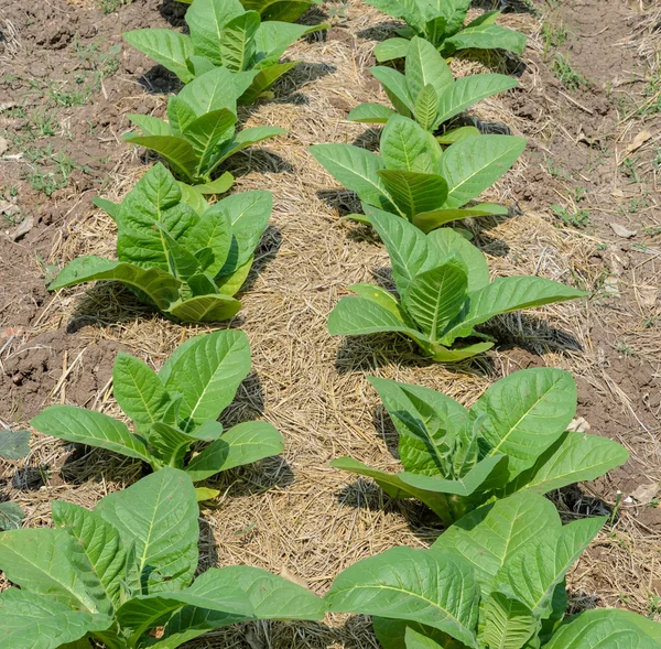 Row of tobbaco plant — Stock Photo, Image