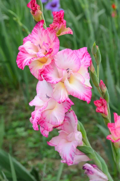 Flor gladíolo rosa no jardim — Fotografia de Stock